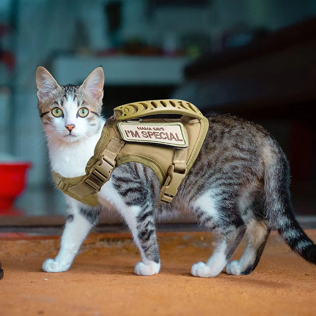 Harnais anti-fugue pour chat