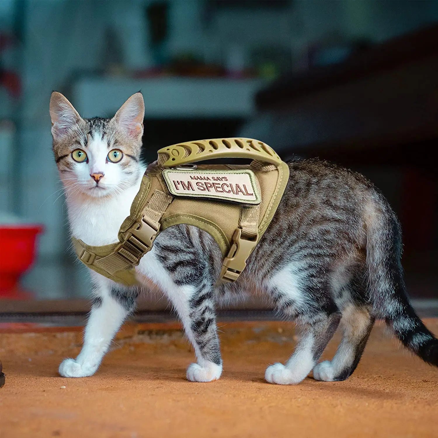 Harnais anti-fugue pour chat
